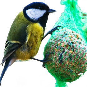 Fat balls - a mix of flavors for birds