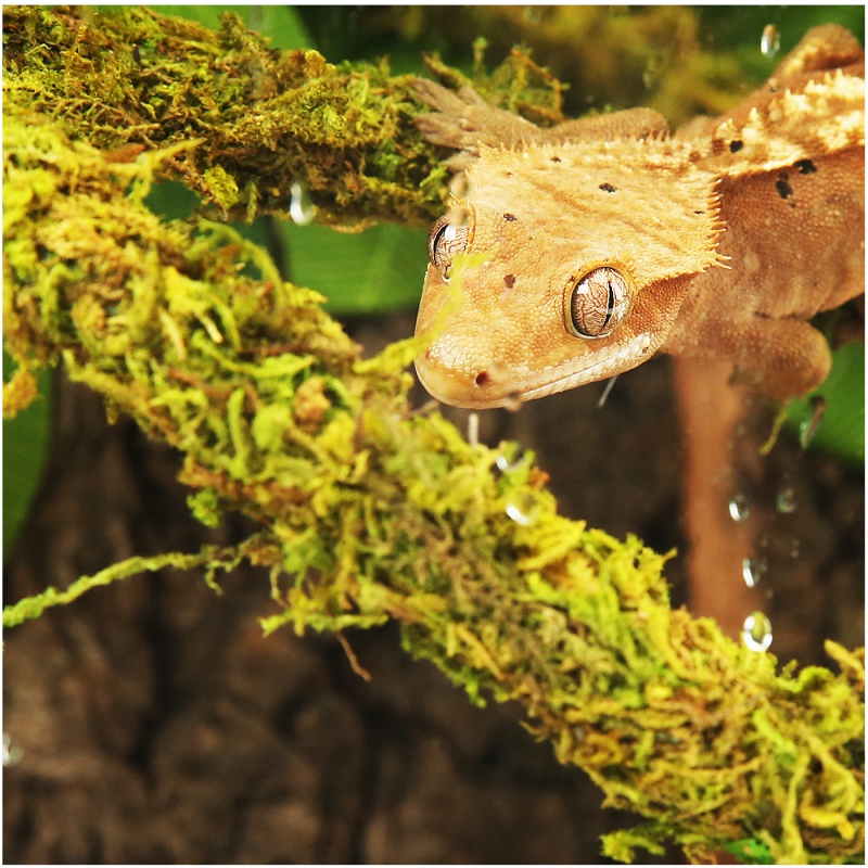 Repti-Zoo lián természetes mohával