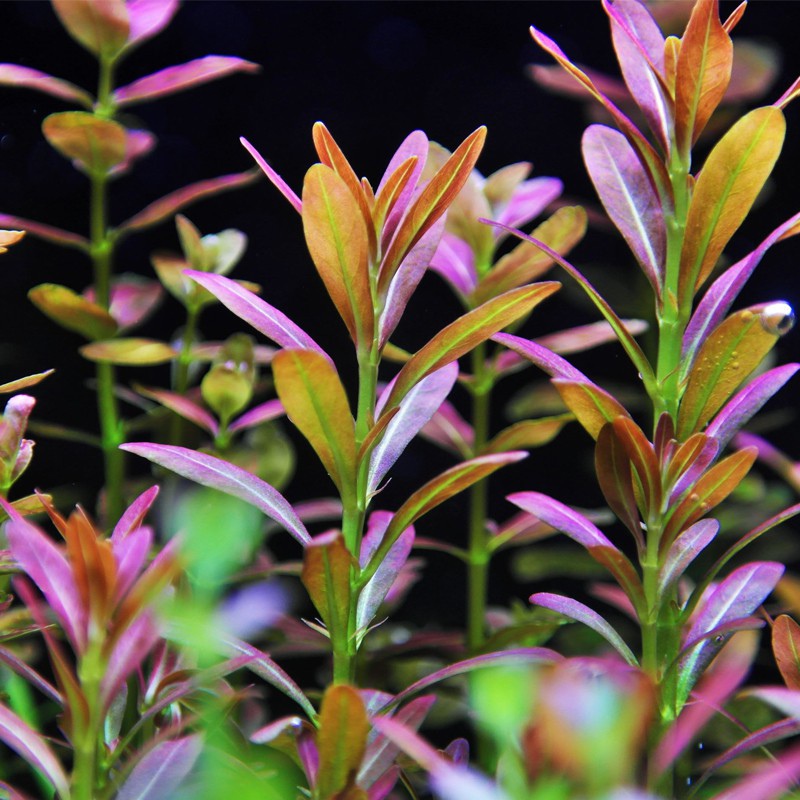 Rotala Yao Yai plante invitro i liten kopp