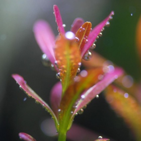 Rotala Yao Yai plante invitro i liten kopp