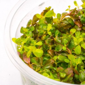 Rotala Yao Yai - Pianta in piccolo vaso