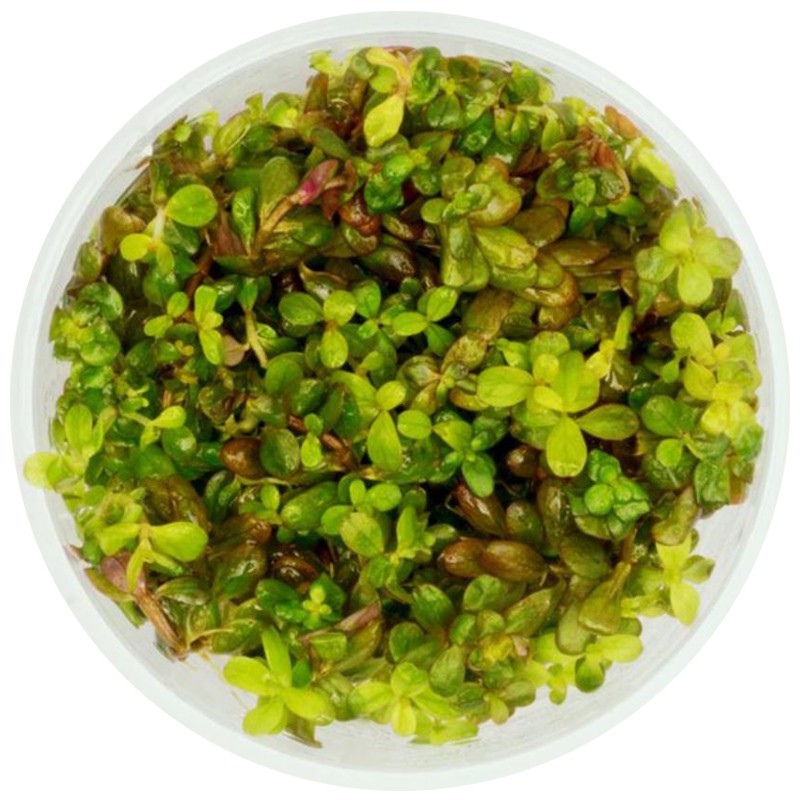 Rotala Yao Yai - Pianta in piccolo vaso