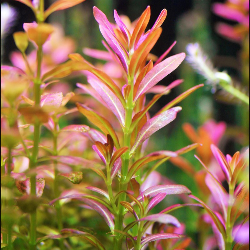 Rotala Yao Yai - Pianta in piccolo vaso