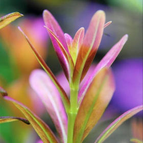 Eco Plant Rotala Yao Yai akvaariokasvi