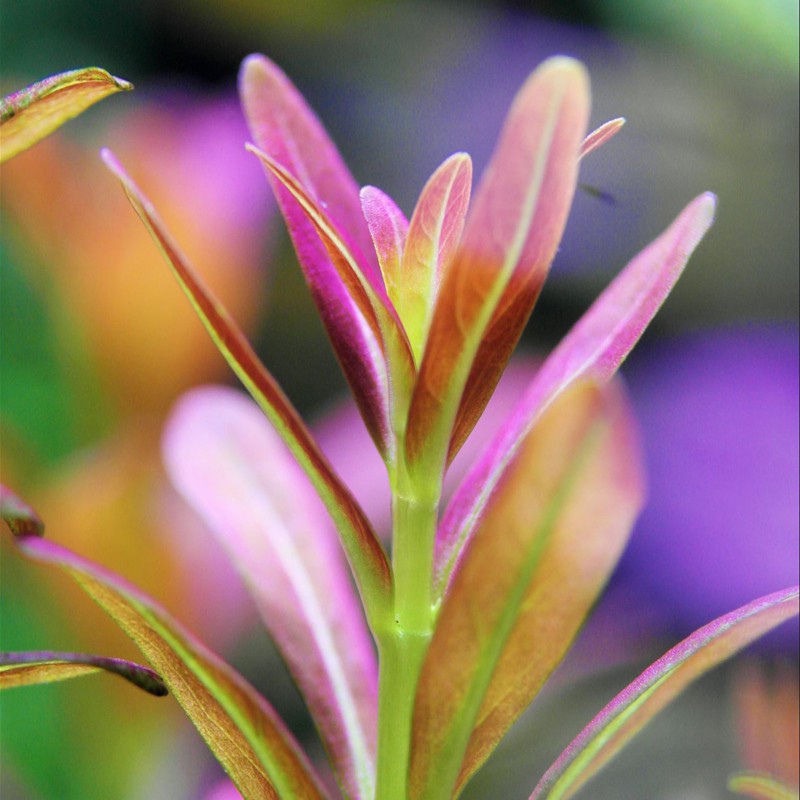 Rotala Yao Yai - Planta colorida em copo