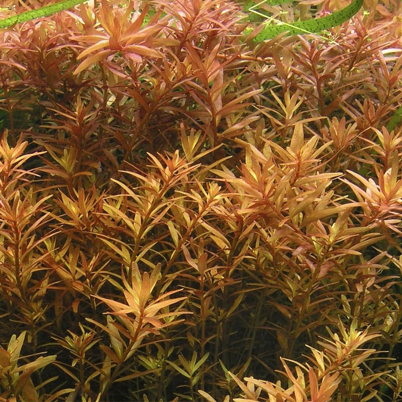 Rotala Rotundifolia RED - аквариумное растение