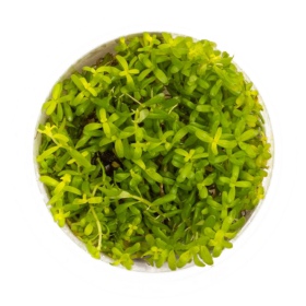 Planta Rotala Green en vaso pequeño