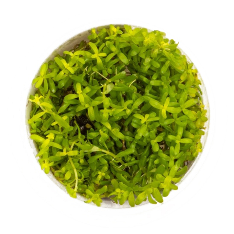 Eco Plant - Rotala Green Invitro 6cm