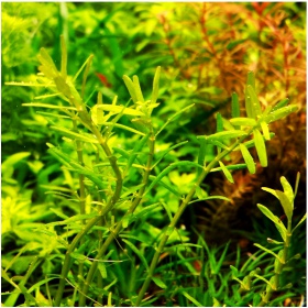 Planta Rotala Green en vaso pequeño