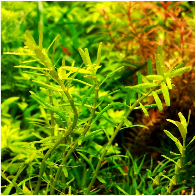 Rotala Green akvaariokasvi