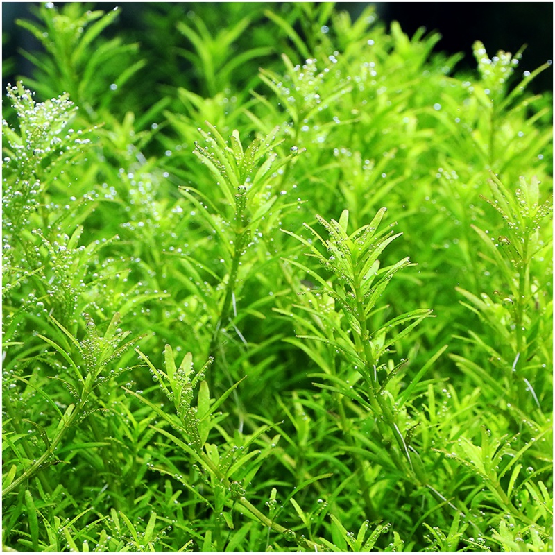 Rotala Green akvaariokasvi