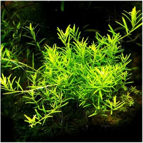 Eco Plant Rotala Green инвитро растение