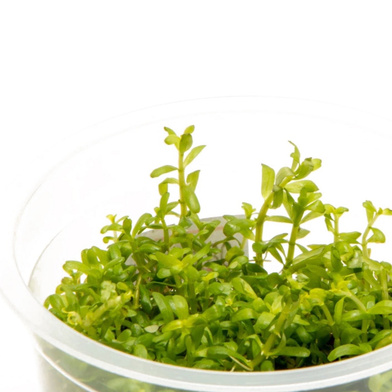 Rotala Green akvaariokasvi