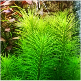 Eco Plant Pogostemon Deccanensis - InVitro