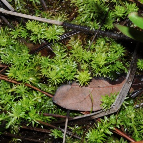 Eco Plant - Mayaca fluviatilis 'Bog Moss'  - InVitro mały kubek