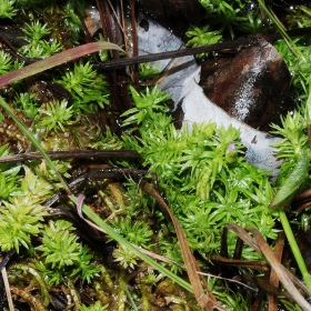 Eco Plant - Mayaca fluviatilis 'Bog Moss'