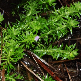 Mayaca fluviatilis 'Bog Moss' - roślina InVitro