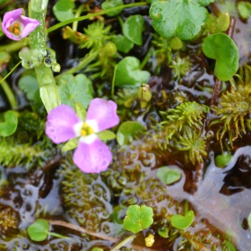 Eco Plant - Mayaca fluviatilis 'Sumpfmoos'