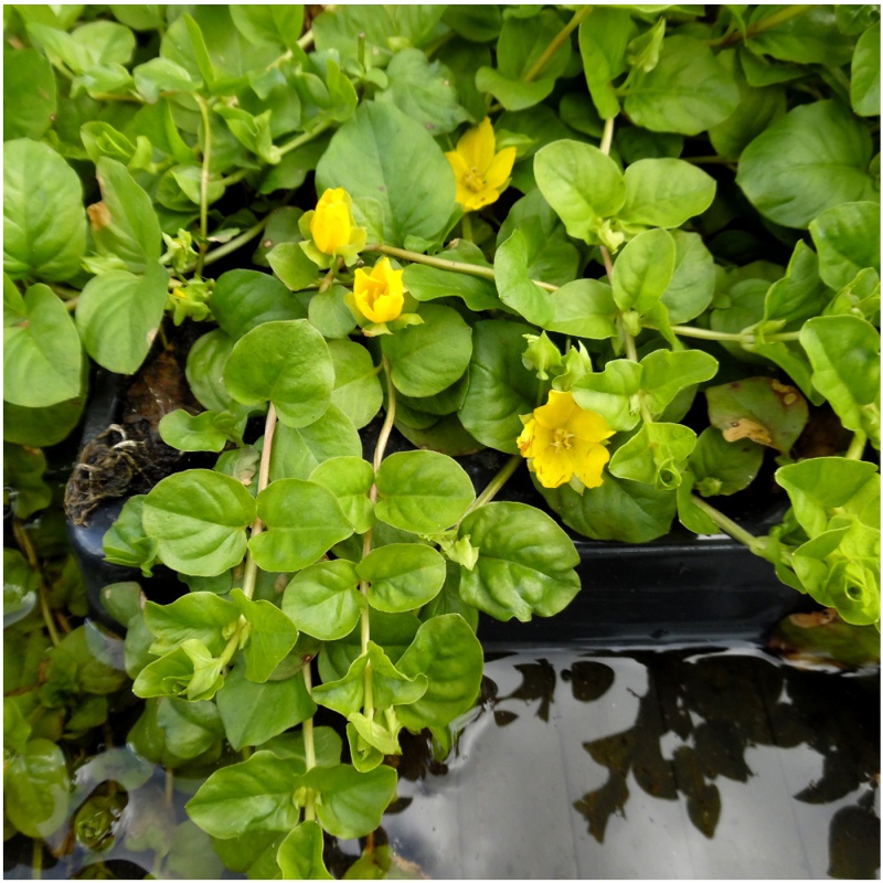 Lysimachia nummularia in piccolo vaso