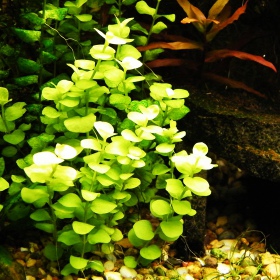 Lysimachia nummularia in piccolo vaso