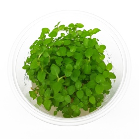 Lysimachia nummularia - Eco Plant in Vitro