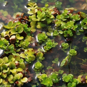 Lysimachia nummularia - Eco Plant in Vitro