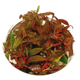 Ludwigia Dark Orange -kasvi akvaariossa