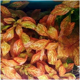 Ludwigia Dark Orange w akwarium