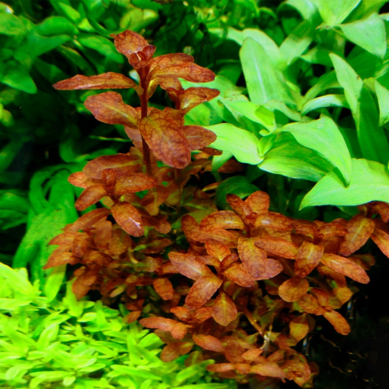 Planta Ludwigia Laranja Escura em copo