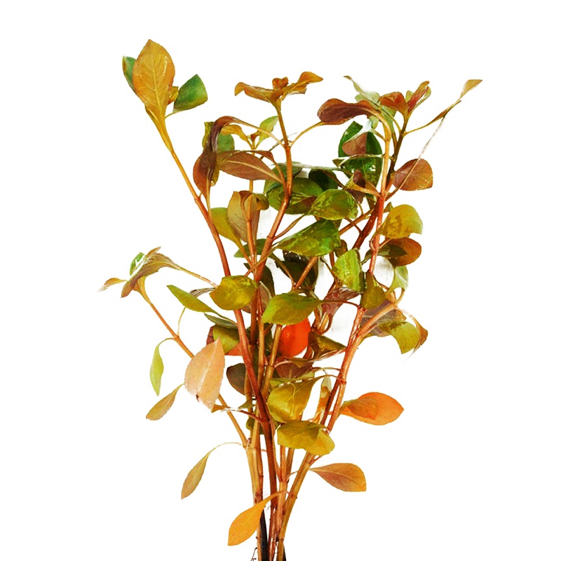 Planta Ludwigia Laranja Escura em copo