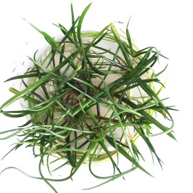 Eco Plant - Littorella Uniflora Invitro