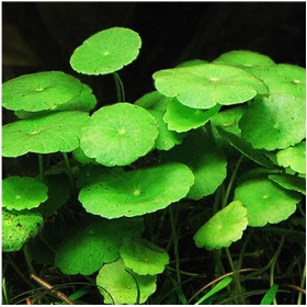 Hydrocotyle verticillata augalas