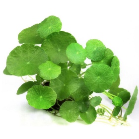 Hydrocotyle verticillata in vaso InVitro