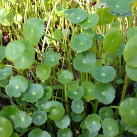 Hydrocotyle verticillata en pequeño vaso