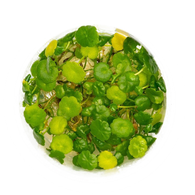 Hydrocotyle verticillata em vitro