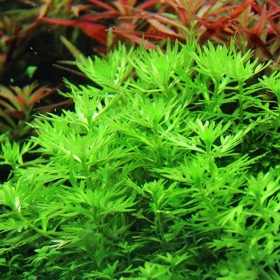 Eco Plant - Hottonia Inflata in vitro