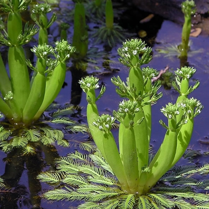 Eco Plant - Hottonia Inflata i liten kopp