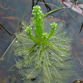 Eco Plant - Hottonia Inflata i liten kopp