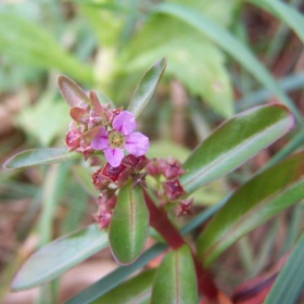 Ammania gracilis - pianta invitro piccolo vaso