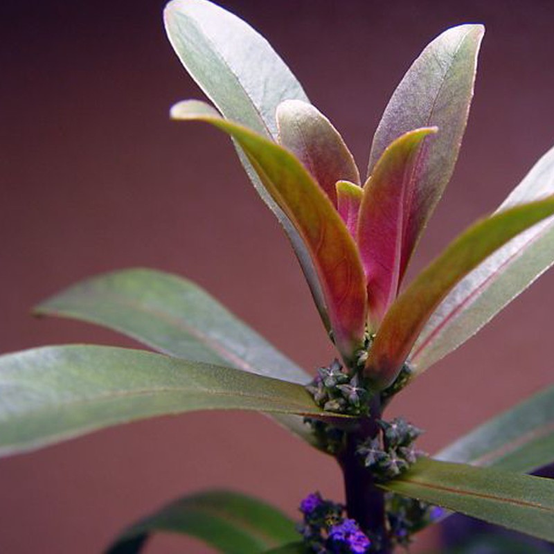 Ammania gracilis in vitro plant