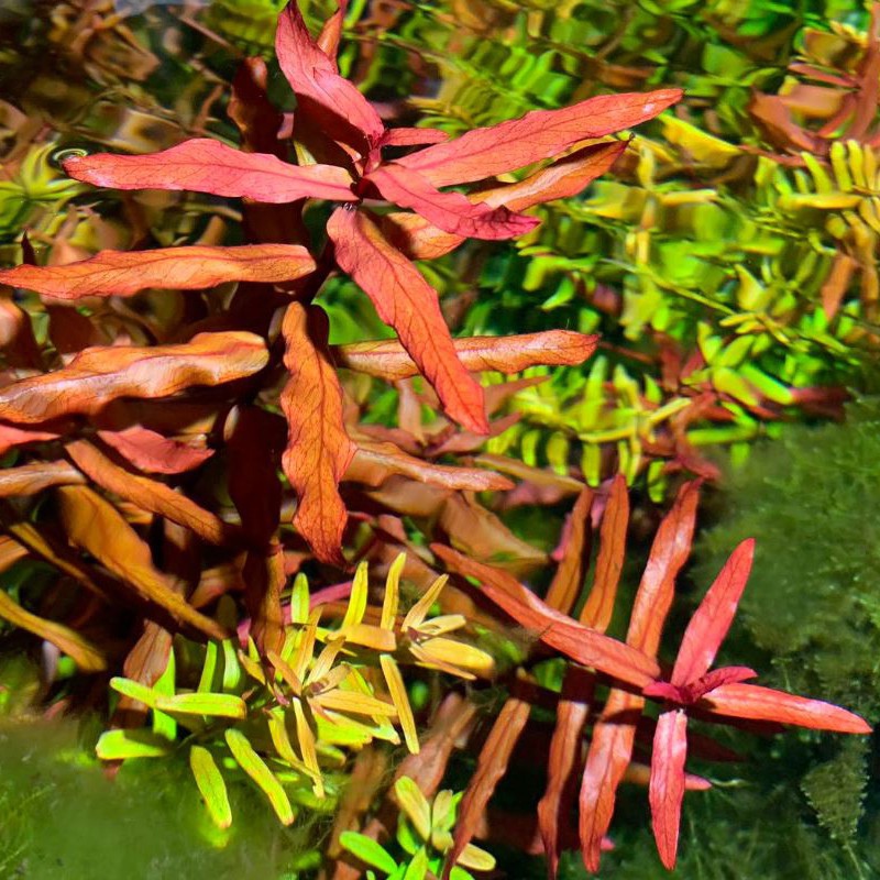 Ammania gracilis in vitro plant