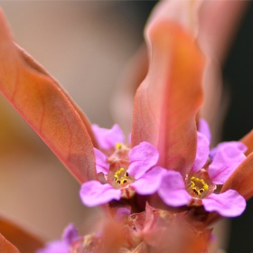 Roślina InVitro - Ammania gracilis