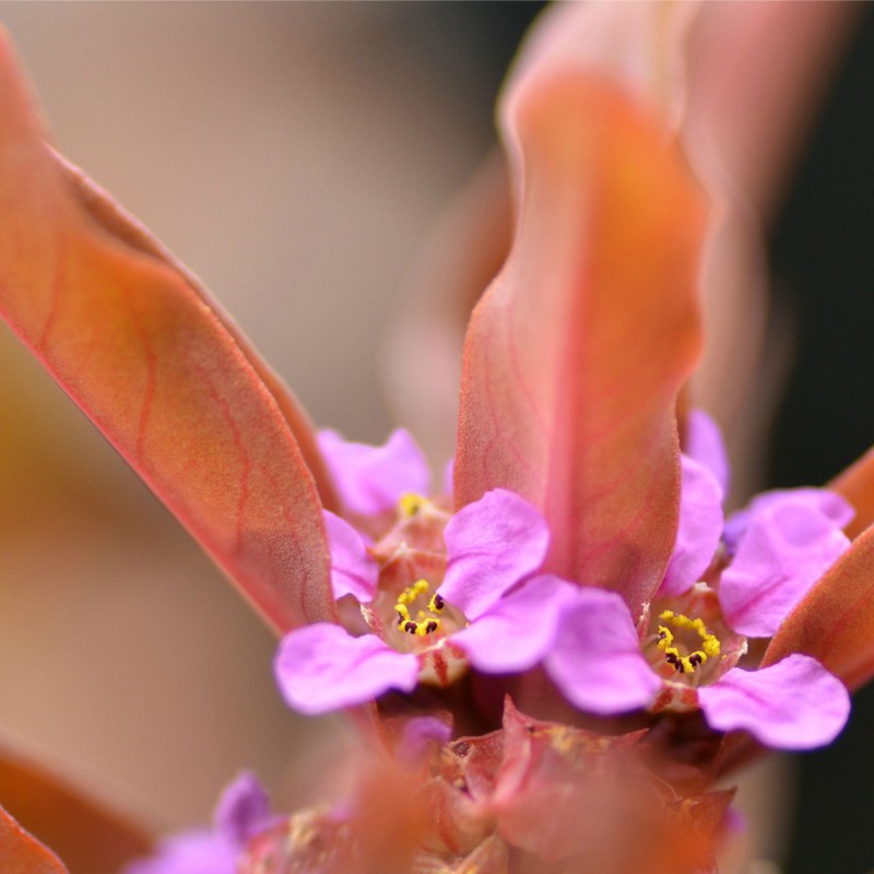 Ammania Gracilis plante i kopp