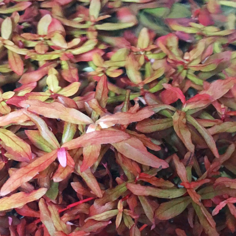 Ammania gracilis in vitro plant