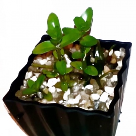 Eco Plant - Ammania Bonsai en petit pot