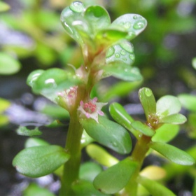 Alternanthera bonsai i liten kopp