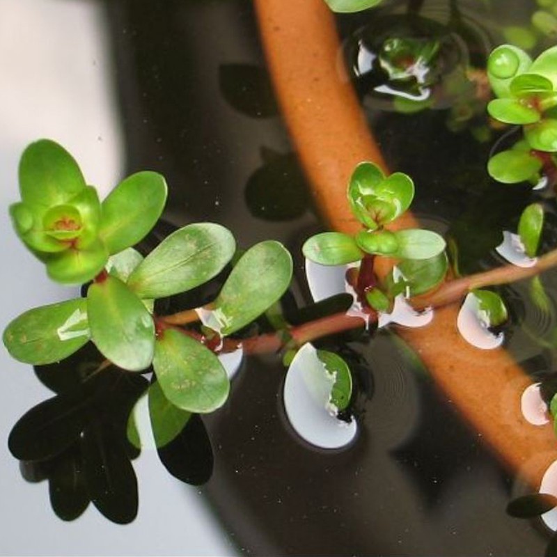 Alternanthera bonsai i liten kopp