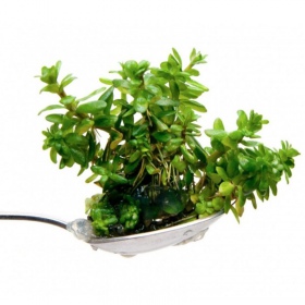 Eco Plant Ammania Bonsai - Pflegeleichte Aquarienpflanze