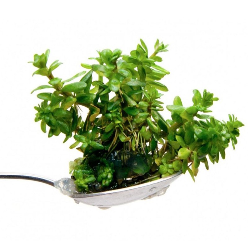 Eco Plant Ammania Bonsai - Pflegeleichte Aquarienpflanze