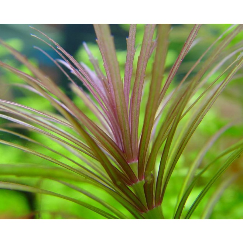 Eusteralis Stellata in vitro kasvi